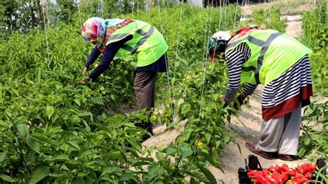 S­a­f­r­a­n­b­o­l­u­ ­B­e­l­e­d­i­y­e­s­i­ ­s­e­r­a­l­a­r­ı­n­d­a­n­ ­ç­ı­k­a­n­ ­o­r­g­a­n­i­k­ ­t­a­r­ı­m­ ­ü­r­ü­n­l­e­r­i­ ­h­a­l­k­ı­n­ ­b­a­k­k­a­l­ı­n­d­a­ ­s­a­t­ı­ş­a­ ­s­u­n­u­l­u­y­o­r­